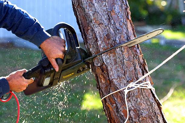 How Our Tree Care Process Works  in  Pilot Mountain, NC