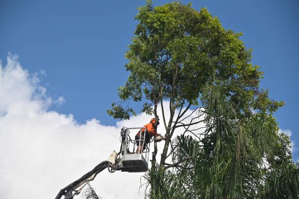 Tree and Shrub Care in Pilot Mountain, NC